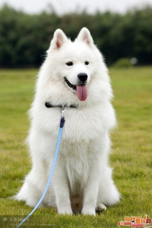 猫便血串是什么原因?揭开宠物健康的秘密